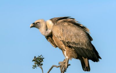 Join our birdwatching tour 28 september!