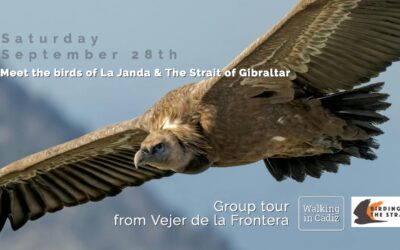 Join our birdwatching tour 28 september!